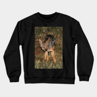 Side-striped Jackal at Night Crewneck Sweatshirt